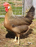 Chickens Happy Heart Farms